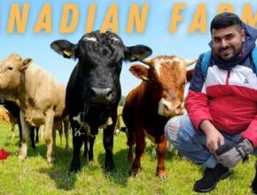 Canada Dairy Farm Jobs