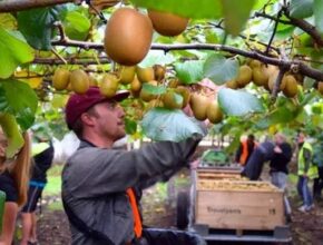 Fruit Picking Jobs in Italy