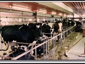 US Dairy Farm Worker Jobs