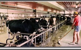 US Dairy Farm Worker Jobs