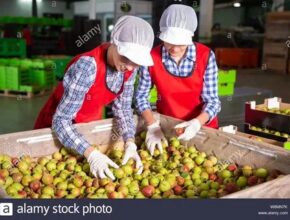 Italy Fruit Packing Jobs