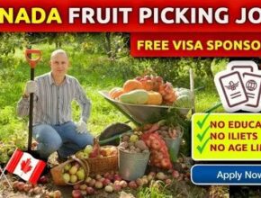 Canada Fruit Picking Jobs 