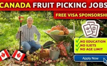Canada Fruit Picking Jobs 